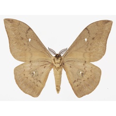 /filer/webapps/moths/media/images/C/citrinarius_Pseudobunaea_AM_Basquinb.jpg