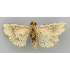 /filer/webapps/moths/media/images/G/graditornalis_Aletia_HT_RMCA_02.jpg