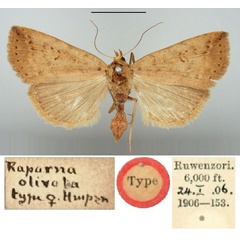 /filer/webapps/moths/media/images/O/olivata_Xylostola_HT_BMNH.jpg