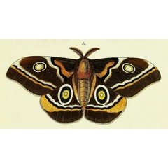 /filer/webapps/moths/media/images/C/capensis_Gonimbrasia_Cramer4_302_A.jpg