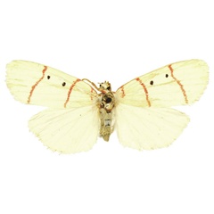 /filer/webapps/moths/media/images/P/pretoriae_Cyana_AF_BMNH.jpg