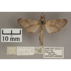 /filer/webapps/moths/media/images/S/steniptera_Aethalopteryx_HT_OUMNHb.jpg