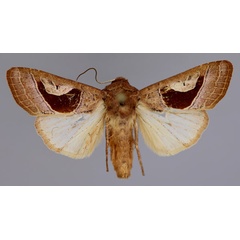 /filer/webapps/moths/media/images/A/alambica_Conservula_A_RMCA_01.jpg