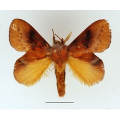 /filer/webapps/moths/media/images/I/igneotincta_Trichopisthia_AM_Basquin_01.jpg
