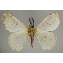 /filer/webapps/moths/media/images/K/kenyensis_Colocleora_AM_ZSMb.jpg