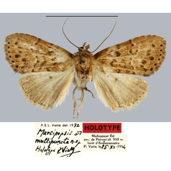 /filer/webapps/moths/media/images/M/multipuncta_Marcipopsis_HT_MNHN.jpg