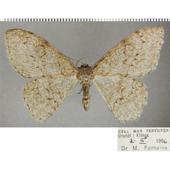 /filer/webapps/moths/media/images/K/kenyensis_Colocleora_AF_ZSM.jpg