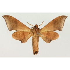 /filer/webapps/moths/media/images/C/consimilis_Neopolyptychus_AM_Basquin_02b.jpg