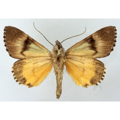 /filer/webapps/moths/media/images/E/eugeniae_Ulotrichopus_AM_Basquinb.jpg