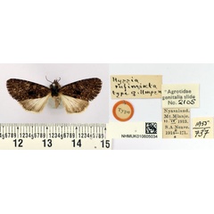 /filer/webapps/moths/media/images/R/rufimixta_Hyssia_HT_BMNH.jpg