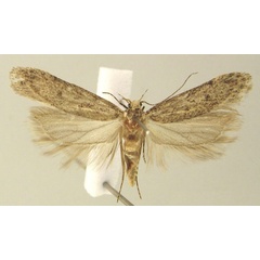 /filer/webapps/moths/media/images/W/wieseri_Scrobipalpa_PTF_KLMK.jpg