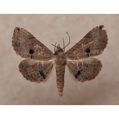 /filer/webapps/moths/media/images/M/moestalis_Rhesala_A_Butler_01.jpg