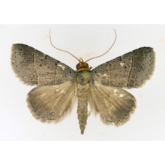 /filer/webapps/moths/media/images/M/melalepis_Plecoptera_AM_TMSA_02.jpg