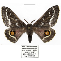 /filer/webapps/moths/media/images/D/ducalis_Vegetia_AF_Basquin.jpg