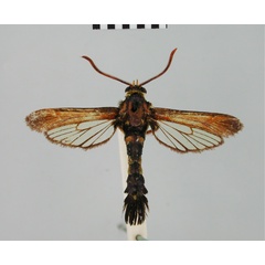 /filer/webapps/moths/media/images/C/cuprescens_Rubukona_HT_BMNH.jpg