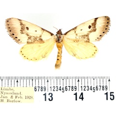 /filer/webapps/moths/media/images/A/ambages_Schalidomitra_AF_BMNH_03.jpg