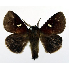 /filer/webapps/moths/media/images/A/albolunatus_Eupagopteryx_AM_Basquin.jpg
