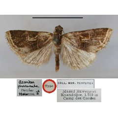 /filer/webapps/moths/media/images/P/phaeocala_Ozarba_HT_RMCA_01.jpg