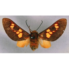 /filer/webapps/moths/media/images/E/elegantissima_Balacra_HT_ZSM_01.jpg