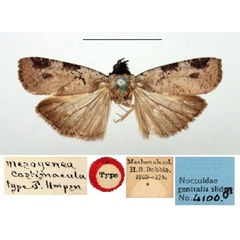 /filer/webapps/moths/media/images/C/costimacula_Mesogenea_ST_BMNH.jpg