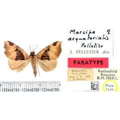 /filer/webapps/moths/media/images/A/aequatorialis_Marcipa_PTF_BMNH.jpg