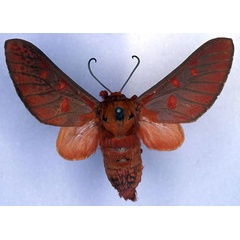 /filer/webapps/moths/media/images/H/haemalea_Balacra_HT_CMP_01.jpg
