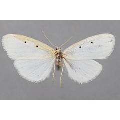 /filer/webapps/moths/media/images/B/bigutta_Cyana_HT_BMNH.jpg