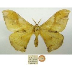 /filer/webapps/moths/media/images/H/hollandi_Goodia_STM_NHMUKa.jpg