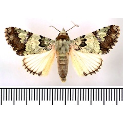 /filer/webapps/moths/media/images/M/marmorifera_Bamra_AM_BMNH_02.jpg