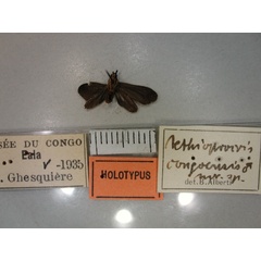 /filer/webapps/moths/media/images/C/congoensis_Aethioprocris_HT_RMCA_02.jpg