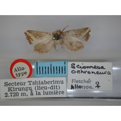 /filer/webapps/moths/media/images/O/ochroneura_Sciomesa_AT_RMCA_01.jpg