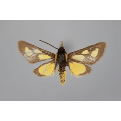 /filer/webapps/moths/media/images/G/gnatula_Cacosoma_HT_BMNH.jpg