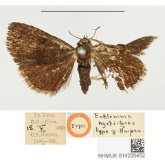 /filer/webapps/moths/media/images/N/nyctichroa_Eublemma_HT_BMNH.jpg