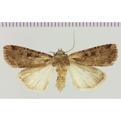/filer/webapps/moths/media/images/M/menieri_Amazonides_AF_MNHN.jpg