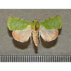 /filer/webapps/moths/media/images/P/phoenicochlora_Lophocrama_A_Goff_01.jpg