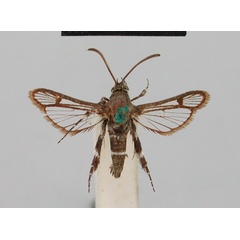/filer/webapps/moths/media/images/L/leucozonipus_Crinipus_STM_BMNH.jpg
