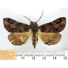 /filer/webapps/moths/media/images/E/eusciasta_Tolnaopsis_AM_BMNH.jpg