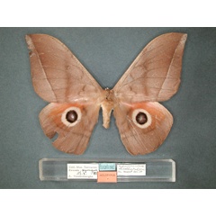 /filer/webapps/moths/media/images/D/dallastai_Lobobunaea_HT_RMCA_01.jpg