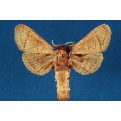 /filer/webapps/moths/media/images/T/tempeli_Habermlandia_HT_MNHN.jpg