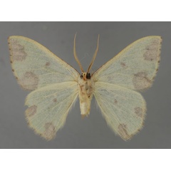 /filer/webapps/moths/media/images/R/rubrimaculata_Celidomphax_A_ZSM_02.jpg