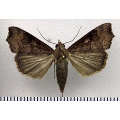 /filer/webapps/moths/media/images/S/sabulifera_Anomis_AF_Fiebig.jpg