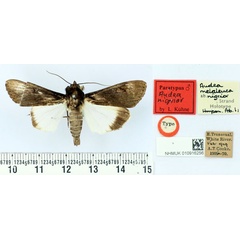 /filer/webapps/moths/media/images/N/nigrior_Audea_HT_BMNH.jpg