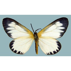 /filer/webapps/moths/media/images/V/variegata_Aletis_AM_ZSMb.jpg