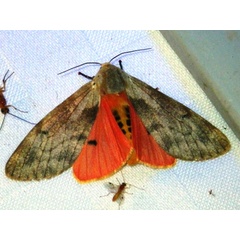 /filer/webapps/moths/media/images/S/submacula_Teracotona_A_Liebenberg.jpg