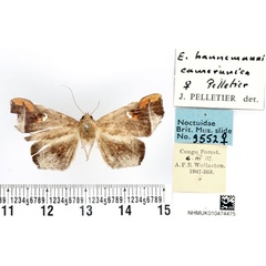 /filer/webapps/moths/media/images/C/camerunica_Episparis_AF_BMNH.jpg