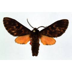 /filer/webapps/moths/media/images/G/gola_Hippurarctia_HT_ZSM_01.jpg