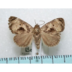 /filer/webapps/moths/media/images/L/lignosa_Petrinia_A_Revell_02.jpg