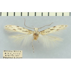 /filer/webapps/moths/media/images/G/griseoptera_Antoniejanse_AM_TMSA_340-23.jpg