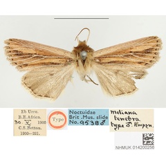 /filer/webapps/moths/media/images/T/tenebra_Meliana_HT_BMNH.jpg