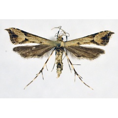 /filer/webapps/moths/media/images/A/africana_Ochyrotica_A_NHMO_02.jpg